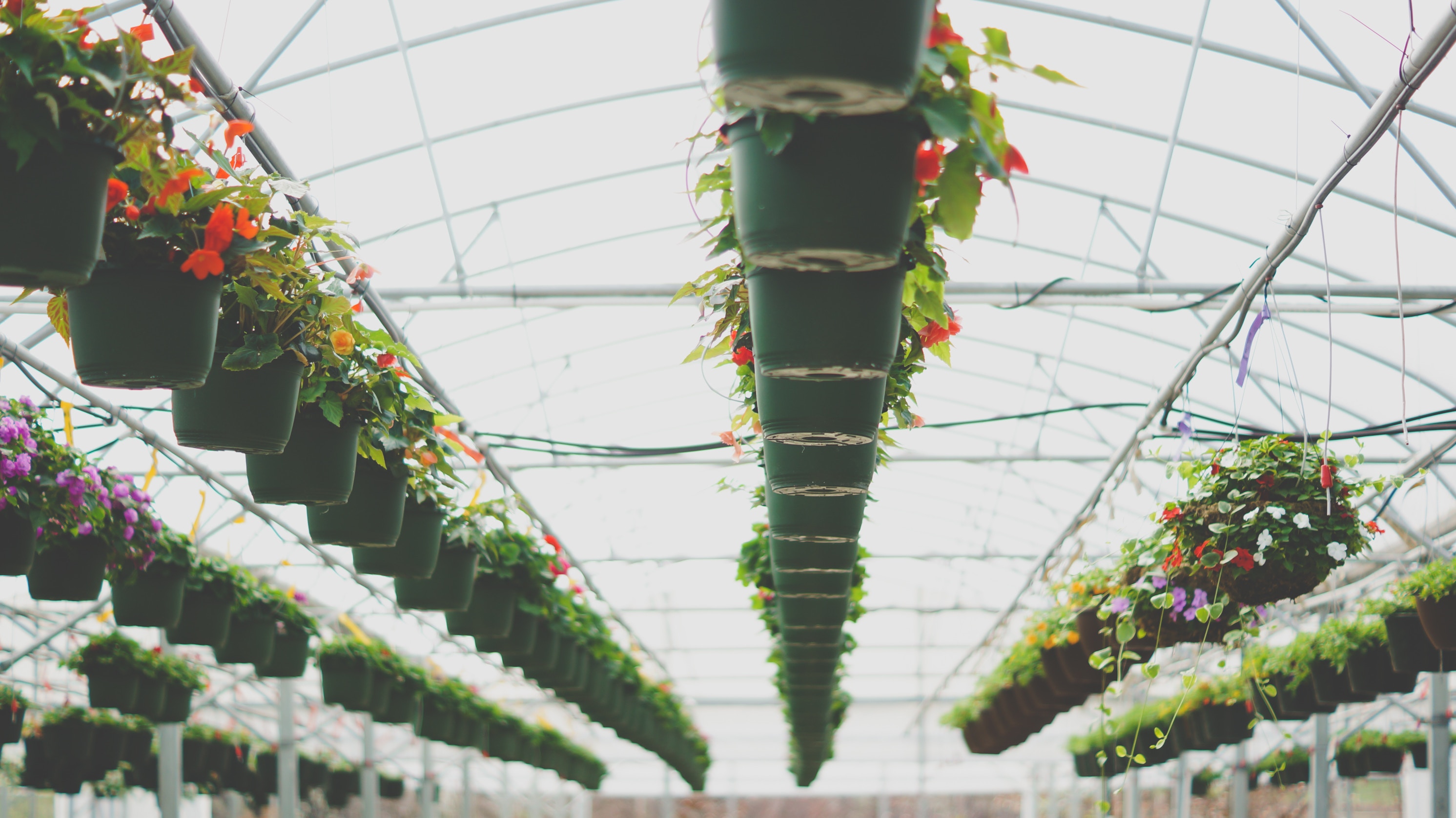Case Study: Ashridge Nurseries